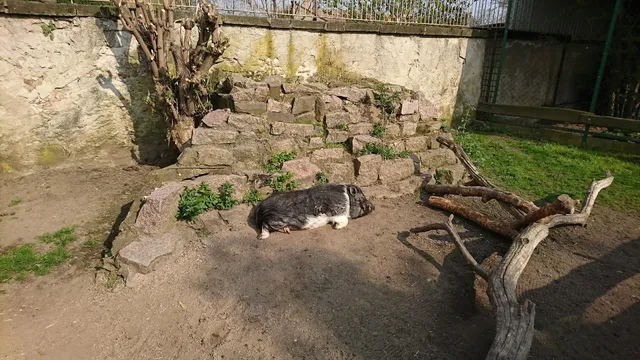 Heimattiergarten Strehla