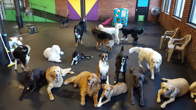 Peninsula Pups Doggie Daycare
