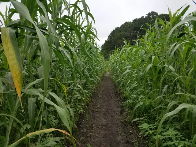 Garner's Fall Festival