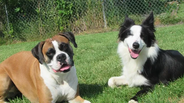 Blaine Kennels Boarding, Training & Daycare