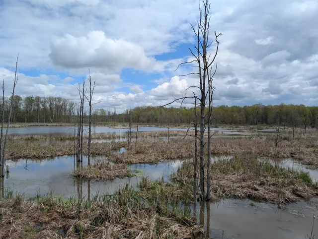 Troy Wetlands