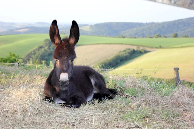 Ferme decouverte Asinerie de Pierretoun, randonnées avec ânes