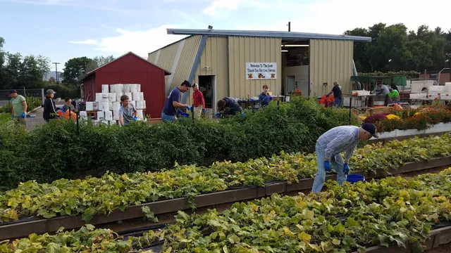Sandy Vegetable Project