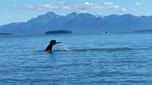 Alaska Whale Watch