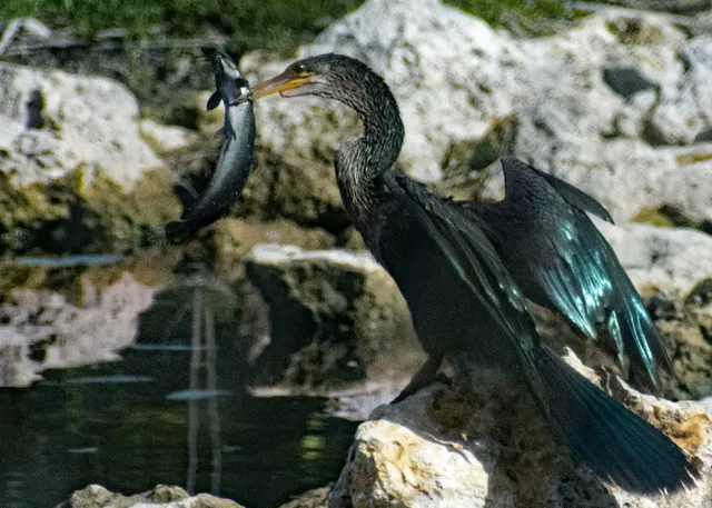 Everglades Day Safari