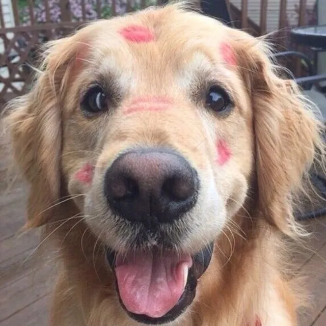 Sloppy Kisses Animal Rescue