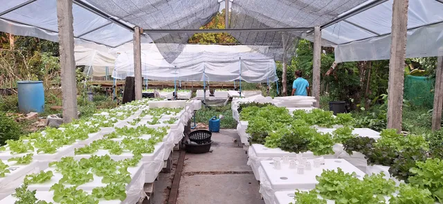 เชี่ยวหลานซันเซทวิว ChoewLan Sunset View and Scenic View Restaurant