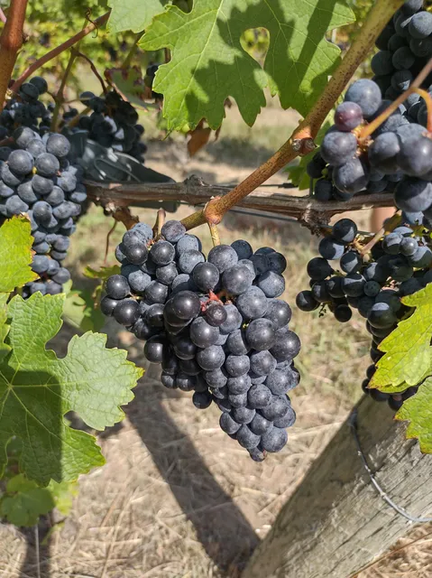 Wyncroft Wine Estate