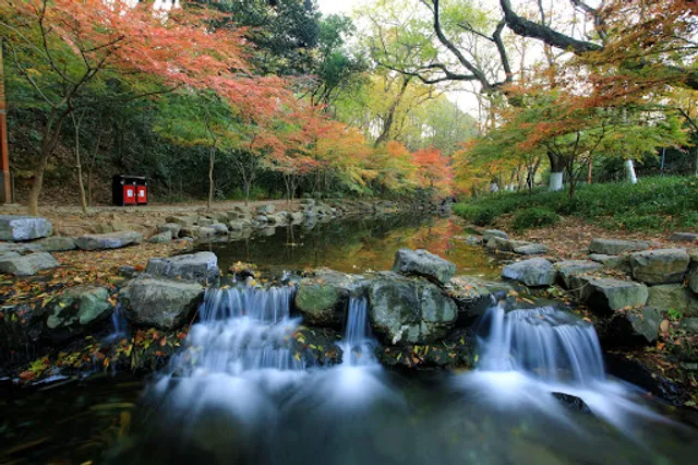 Nine Creeks in Misty Forest