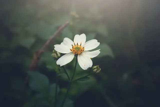 Wild Flower Homestay