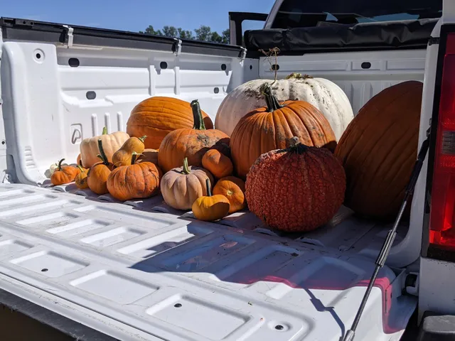 The Pumpkin Patch at BE Farm