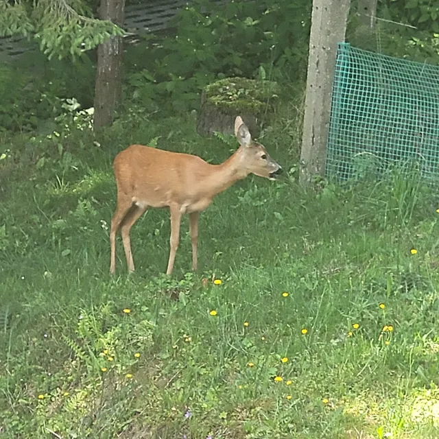 apartamenty bukowy stok