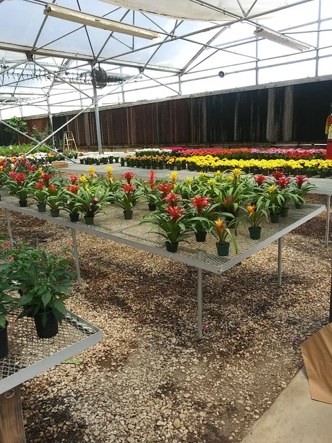 Vickery Wholesale Greenhouse