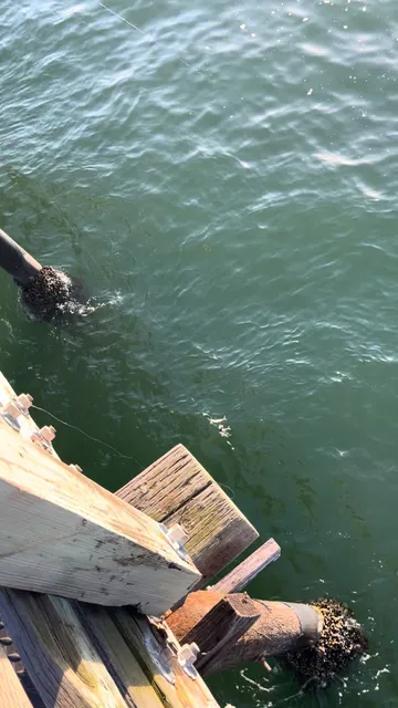 Newport Beach Pier