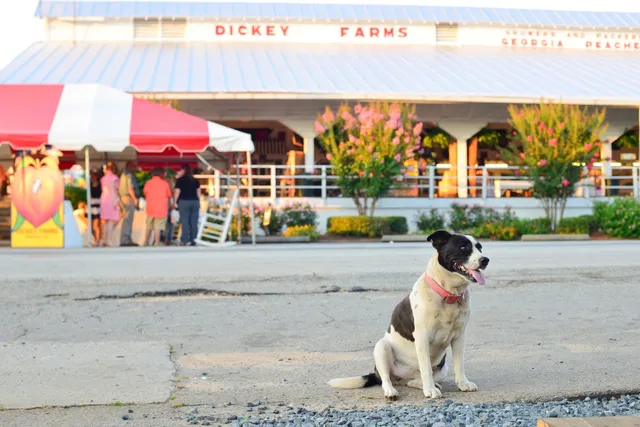 Dickey Farms