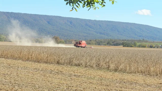 Maize Quest Corn Mazes