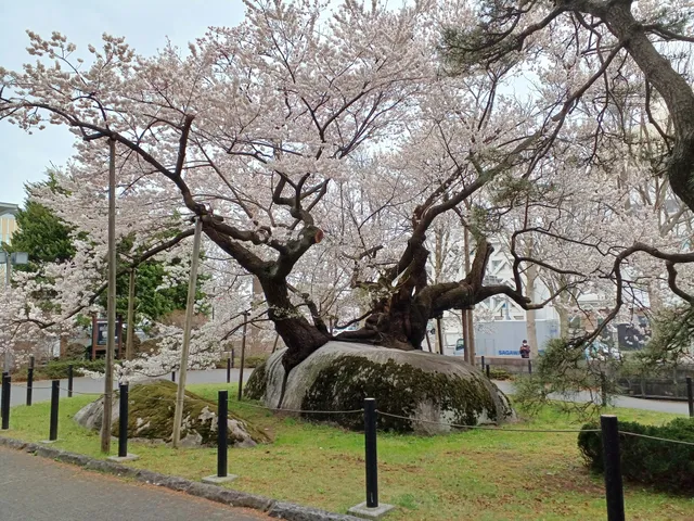 Ishiwarizakura (The Rock-Splitting Cherry Tree)