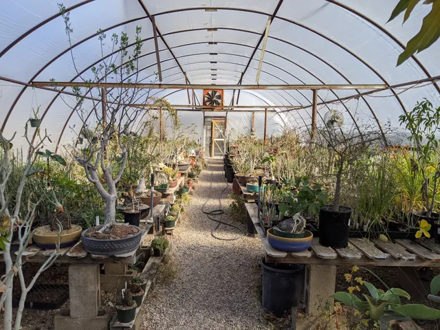 Plants for the Southwest