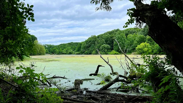 Oakland Lake Wildflower Meadow