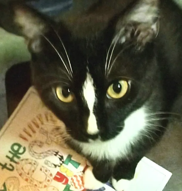 Regional Animal Services of King County