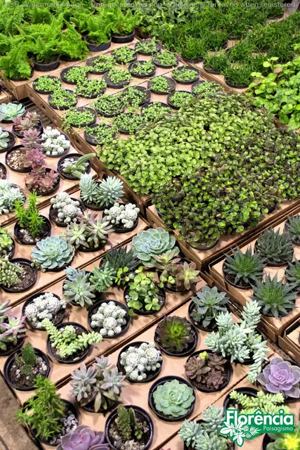 Florência Paisagismo