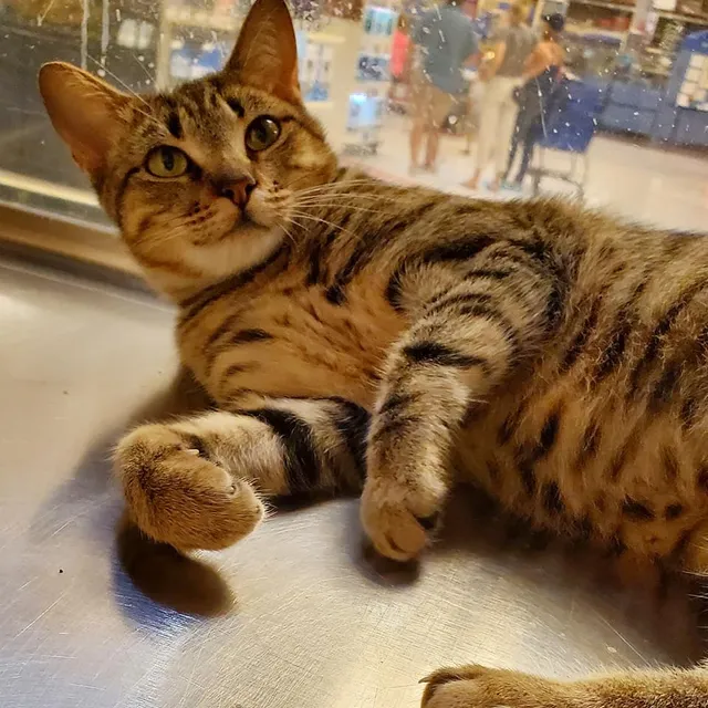 Humane Society of North Texas (HSNT) Adoption Center