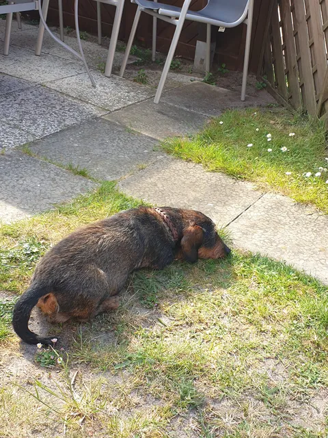 Ferienhaus Walter Borkum