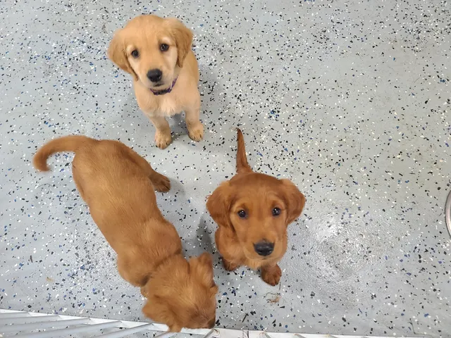 Granite City Pet Hospital