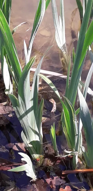 Ferienwohnung Saalhausen Sauerland
