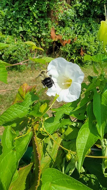 Wagner's Fruit Farm (Angee Wagner)