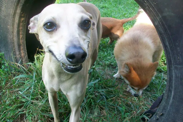 LaBest Pet Resort and Spa