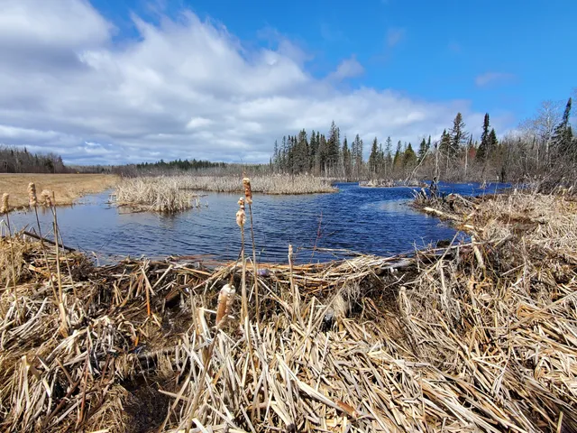 Superior National Forest