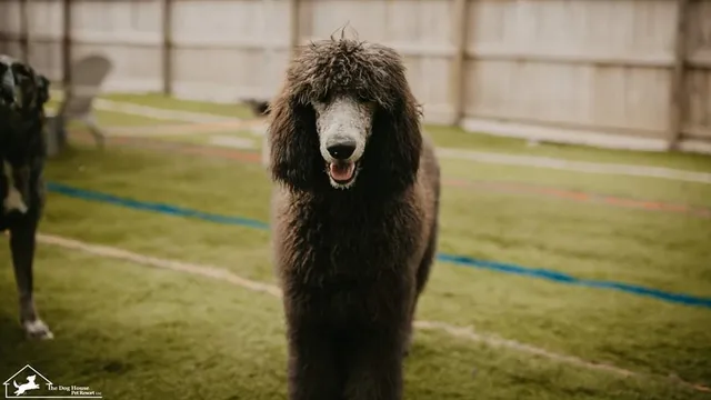 The Dog House Pet Resort LLC