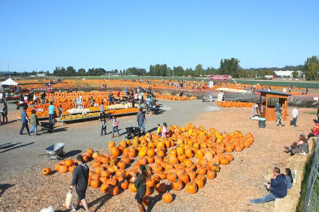 Carpinito Bros Pumpkin Patch & Corn Maze
