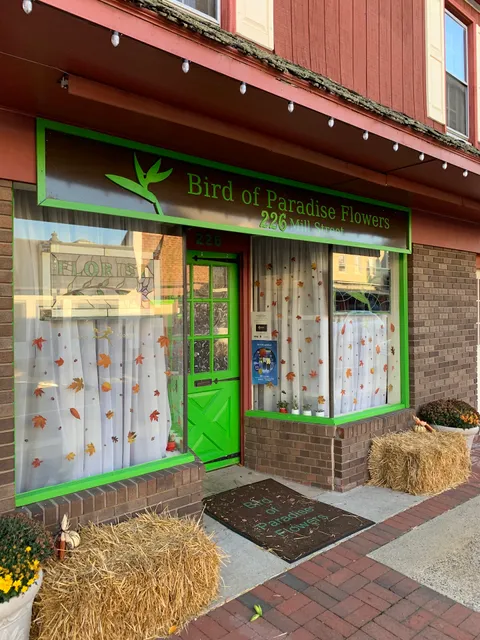 Bird of Paradise Flowers