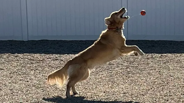 Dawg On It Doggie Daycare