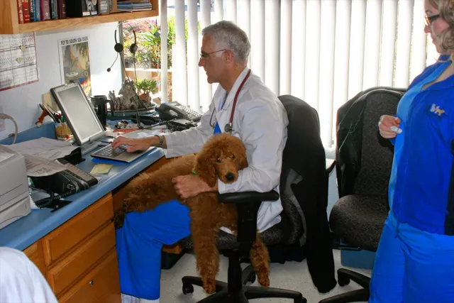 The Pet Hospital of Tierrasanta