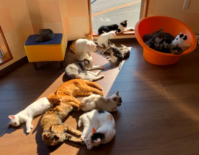 Hamaguchi Animal Clinic