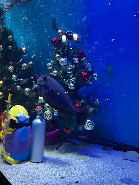 パラオ水族館認定アクアリウム