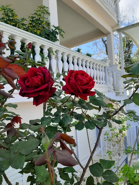 Apartments Aphrodite 13 - Cozy flat in Nea Makri