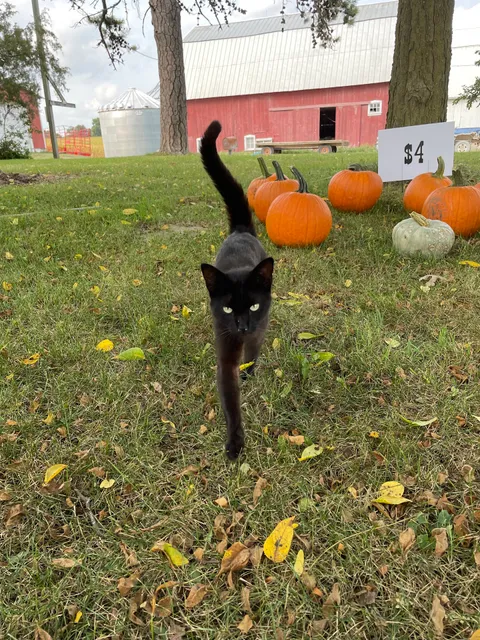 Lesser Farms and Orchard