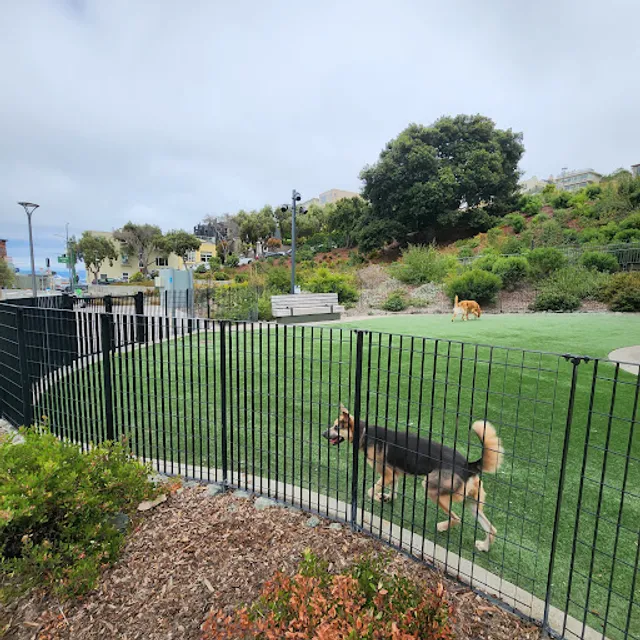 Pepi's Dog Play Area