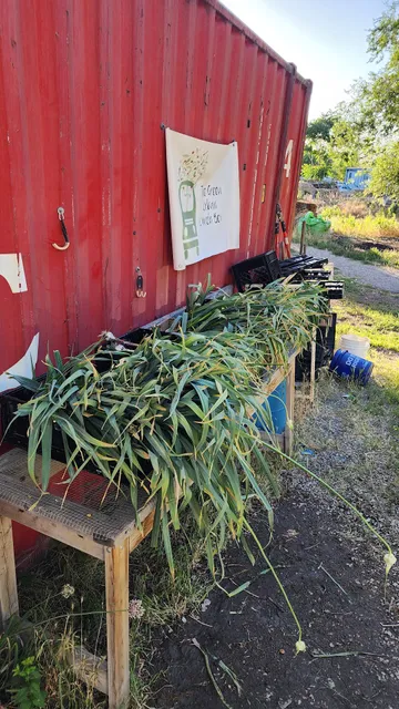 The Green Urban Lunch Box