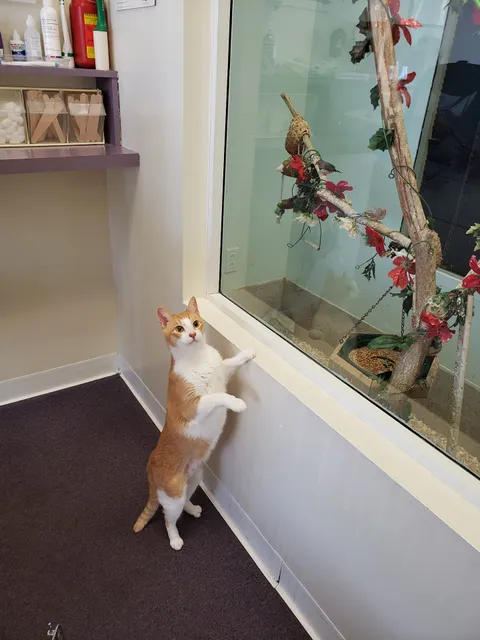 Nine Lives Cat Hospital