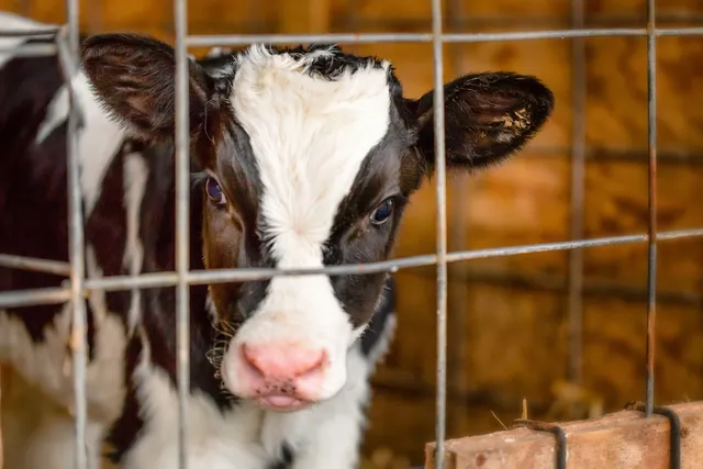 Mt Crawford Creamery