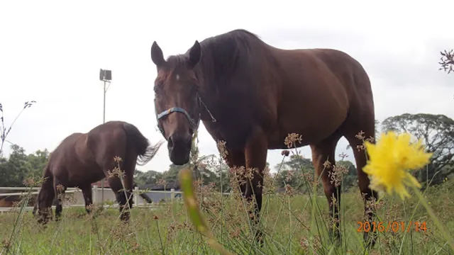 Gallop Stable Singapore