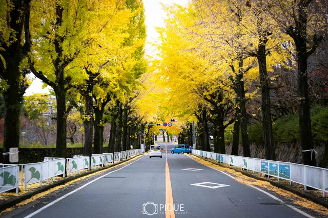 Tenri City Street Lined with Gingko Trees