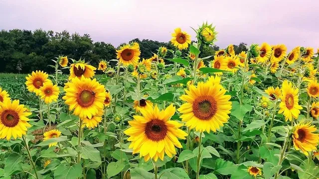 The Wilson Family Farm