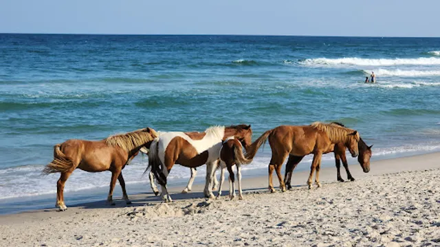 Assateague Island National Seashore