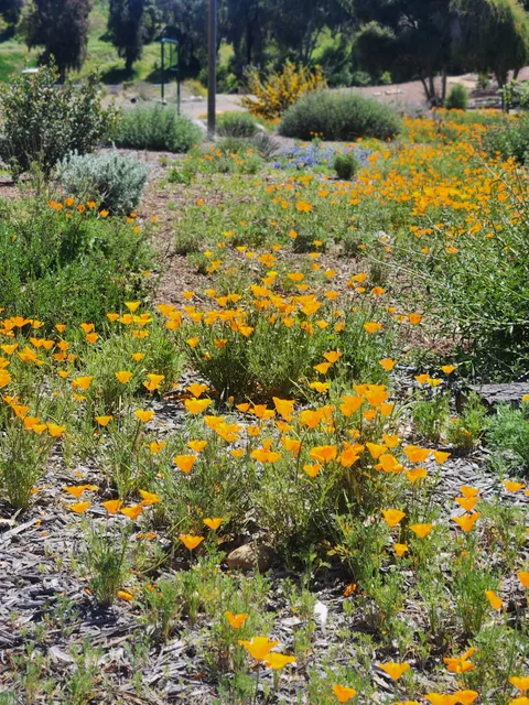 Paradise Hills Native Garden